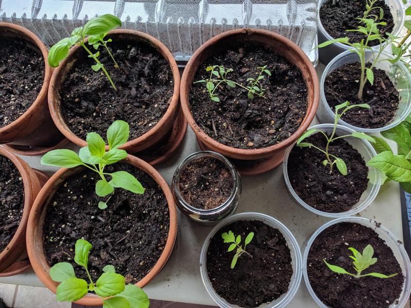 top down view of baby plants in small terracotta pots