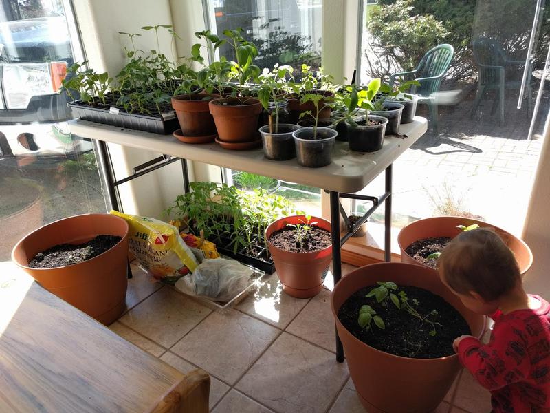 a table by a window with trays of seedlings and pots with small plants on top and trays of more seedlings underneath