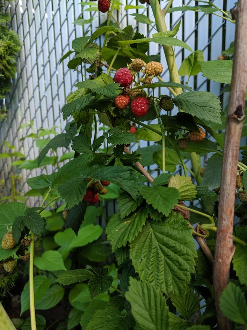 ripe red raspberries hidden under green raspberry leaves