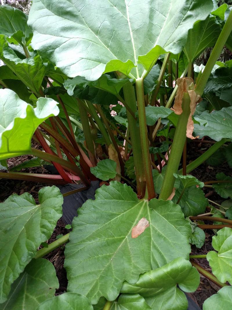 stalks of a rhubarb plant, shaded by the big leaves