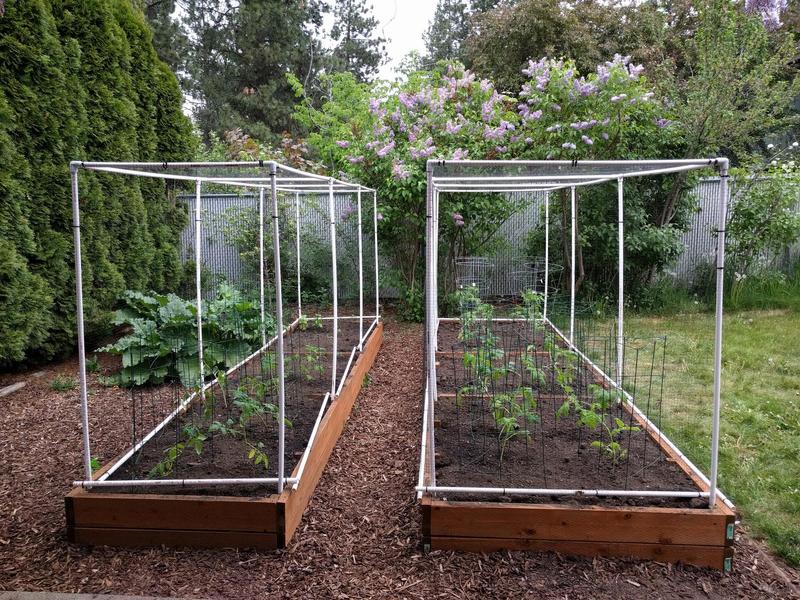 two raised garden beds with small tomato plants in cages