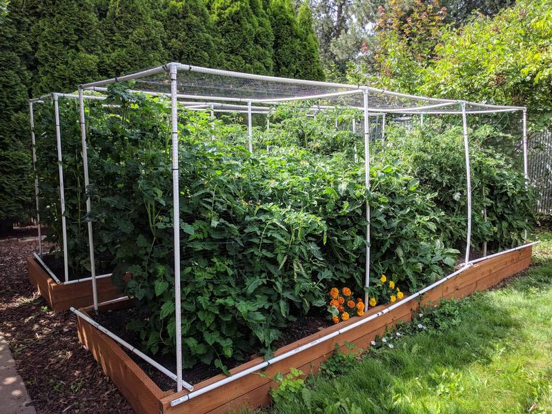 two raised garden beds with large tomato plants, taller than their cages, big and green and leafy