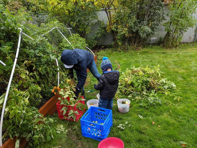 Jacqueline and her son stripping tomatoes from the garden in the rain