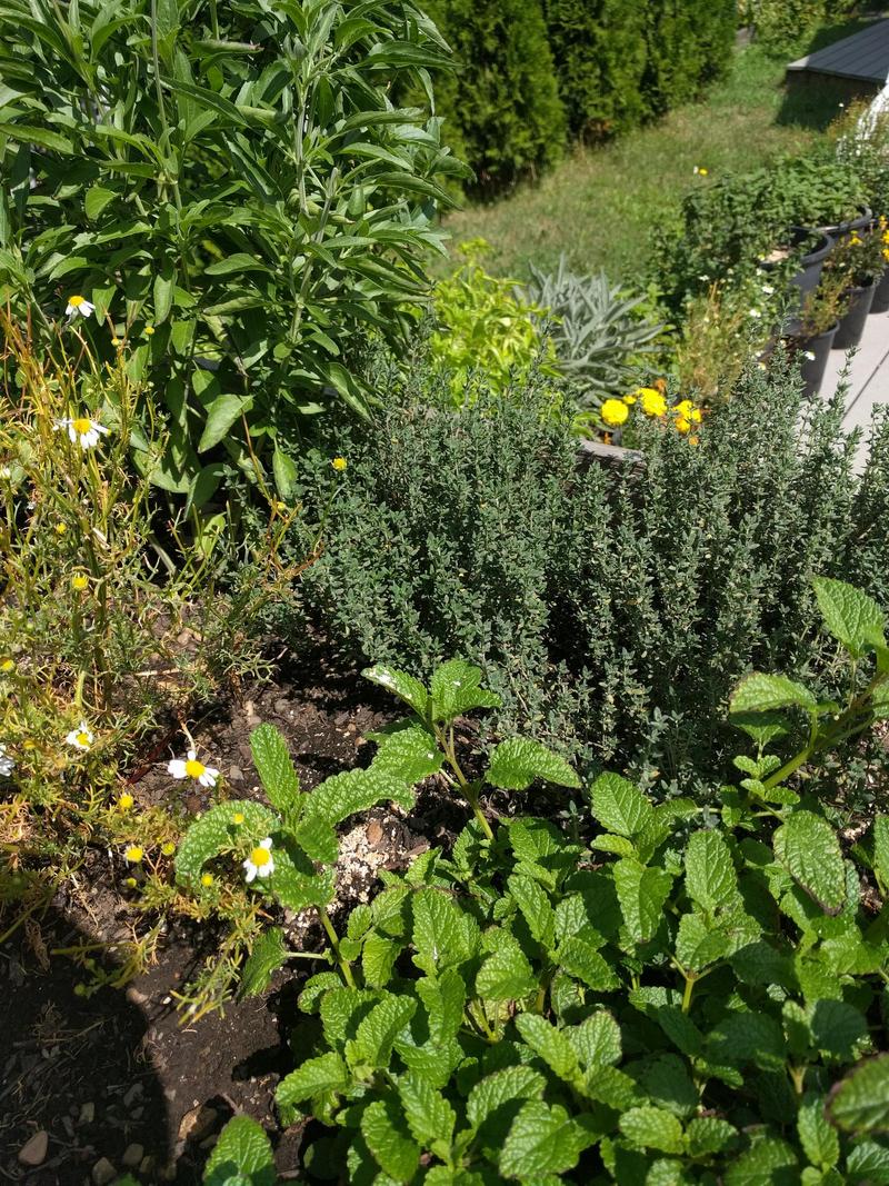 various herbs in a raised garden bed with containers of more herbs in the background