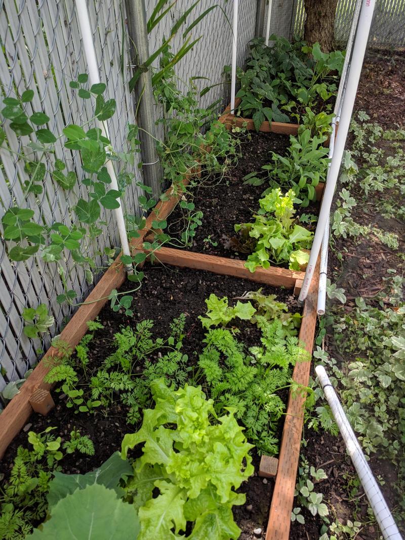 peas, green beans, and lettuce growing in a shady raised garden bed