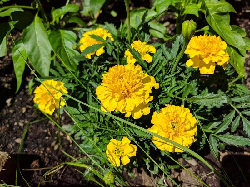 yellow marigolds in a garden bed