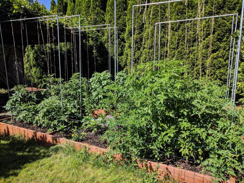 garden beds of tomato plants that are held up with twine, which hangs from a trellis made of electrical conduit and rebar
