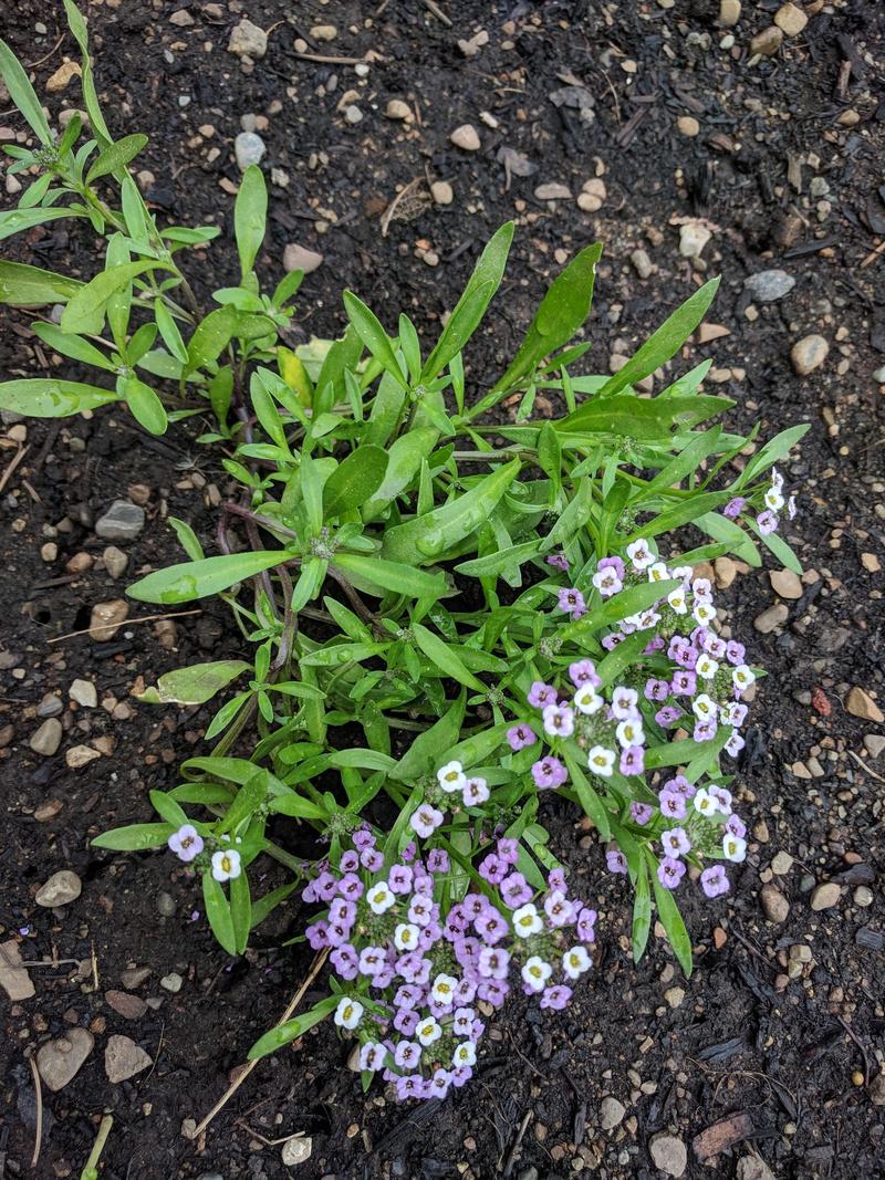 baby alyssum plant with small purple and white flowers