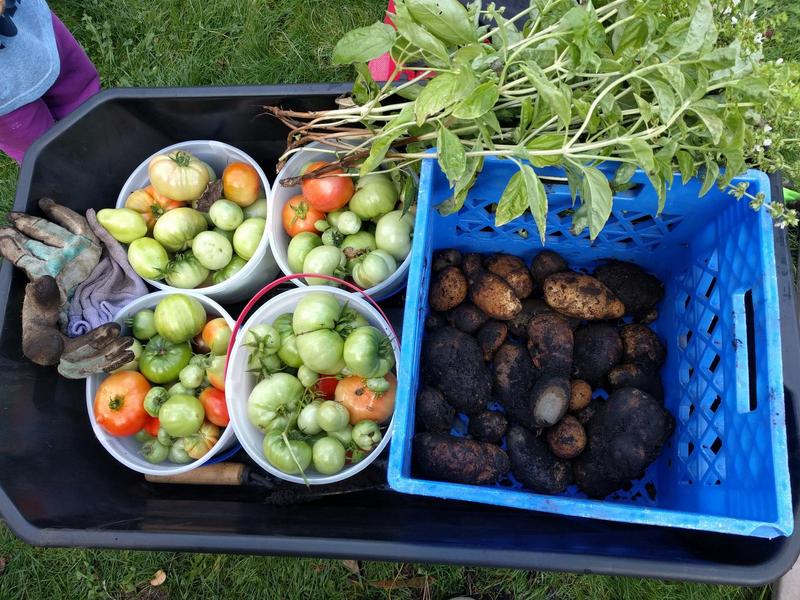 a wagon with green tomatoes in buckets, bunches of basil, and freshly dug potatoes in crates