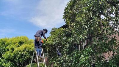 man standing at the top of a ladder pruning a tree
