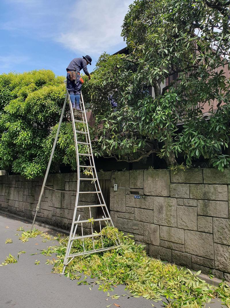 man standing at the top of a ladder pruning a tree