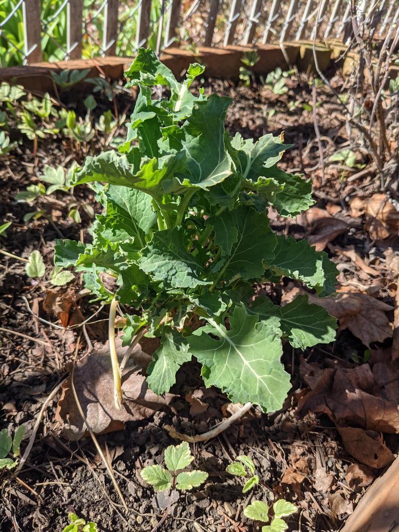 kale plant with new leaves in a garden bed