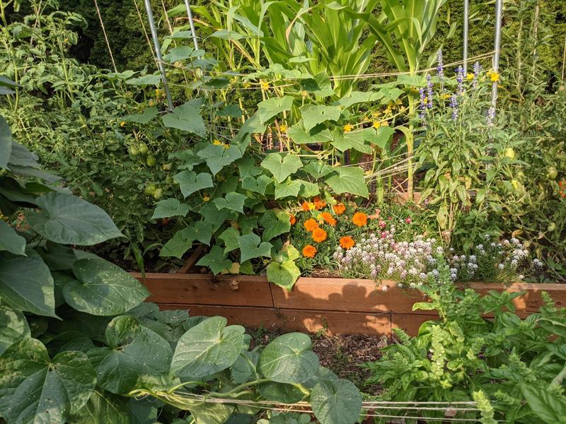 raised garden bed full of cucumbers, flowers, corn, tomatoes growing up and making a green wall of loveliness