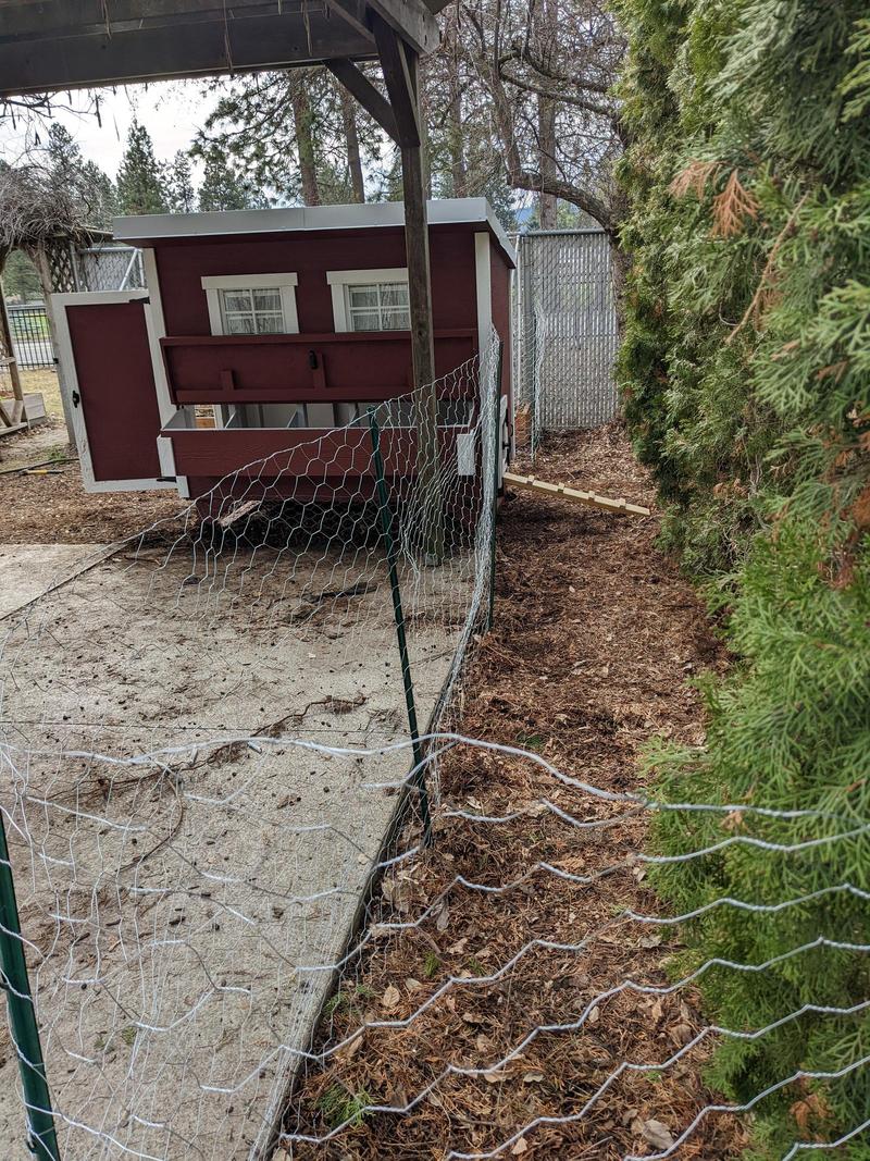 a chicken run with mulch in it alongside some evergreens and a red coop