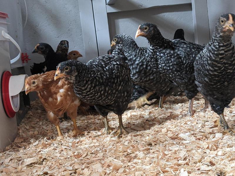 a crowd of six week old pullets standing on pine shavings in their new coop