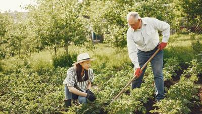 a woman wearing a white hat, a blouse, and jeans crouches in a garden row while an older man standing near her holds a hoe, leaning over as if working, green trees in the background