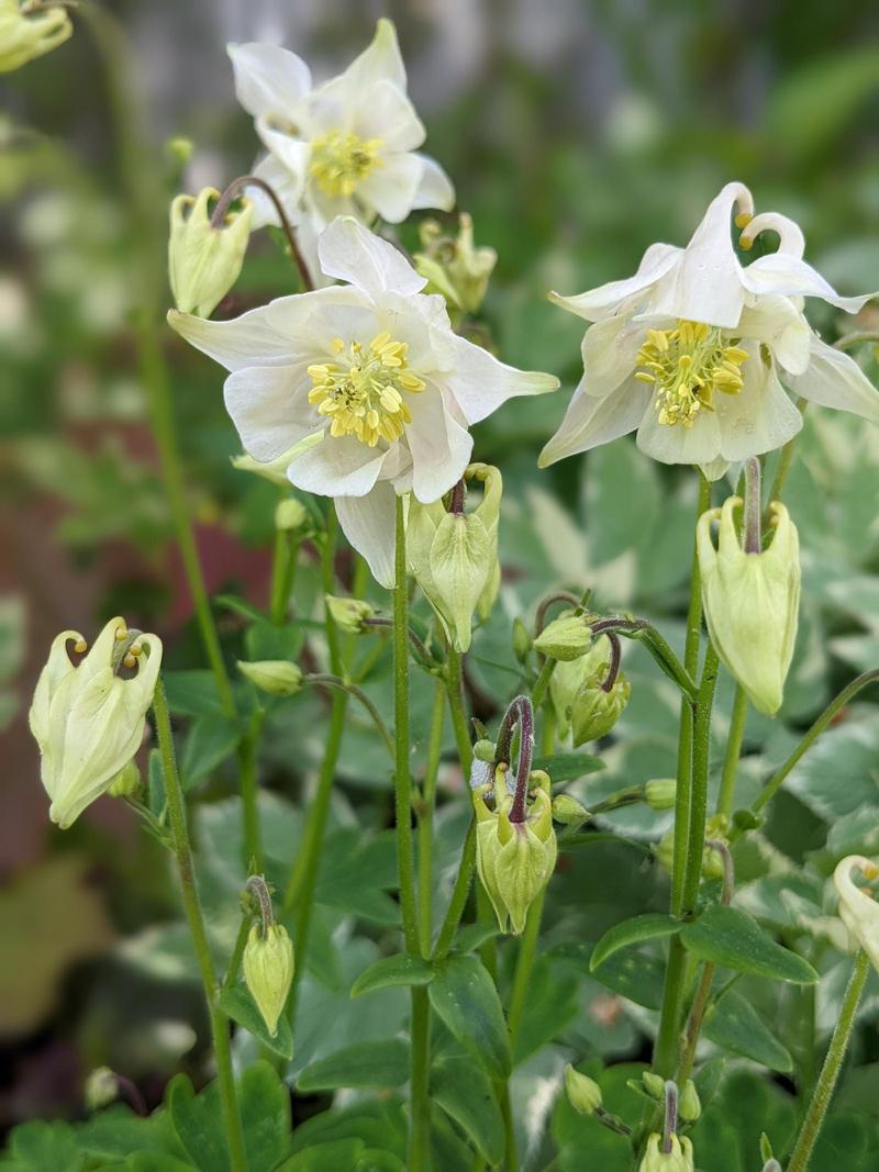 a pair of columbine flowers on stalks, leafy with more buds