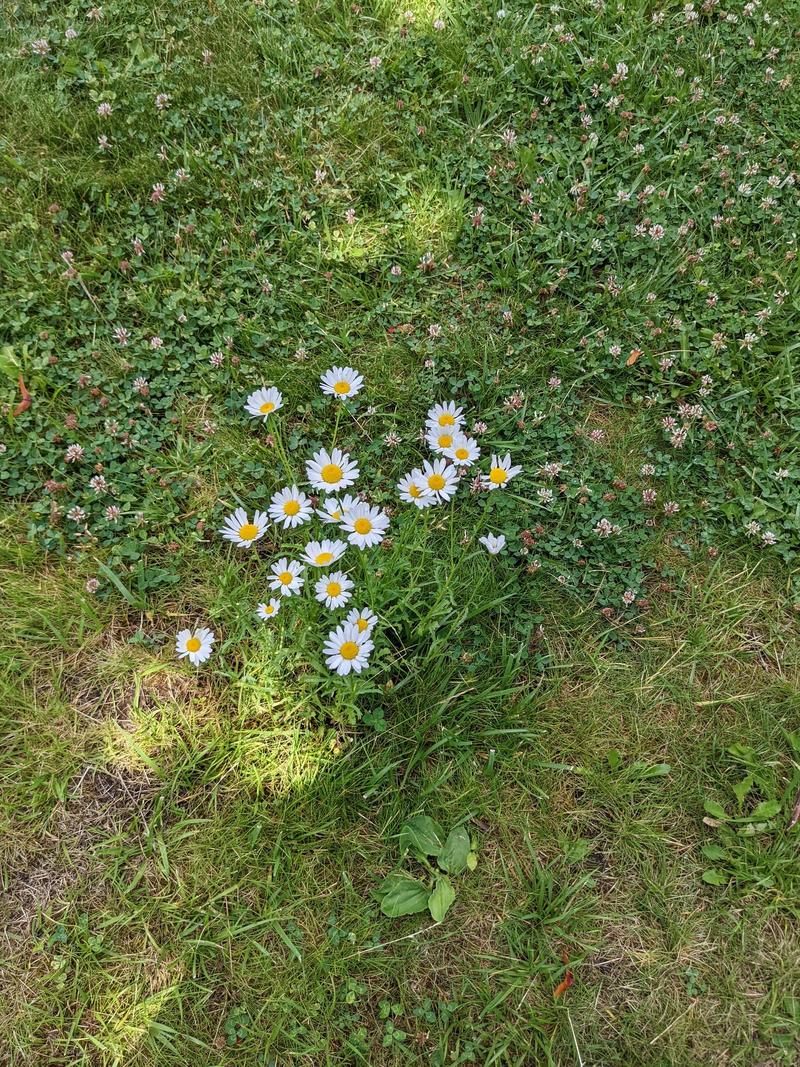 a cluster of daisies in a clover-filled lawn