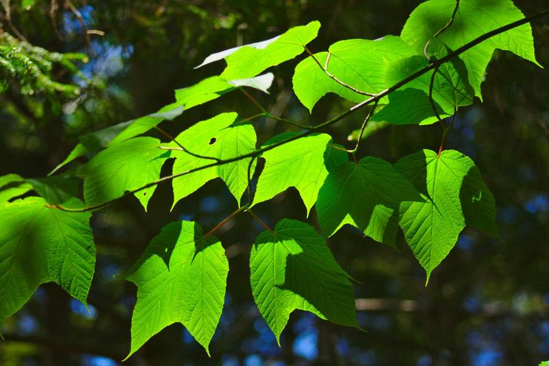 big green leaves on a thin branch in dappled sunlight