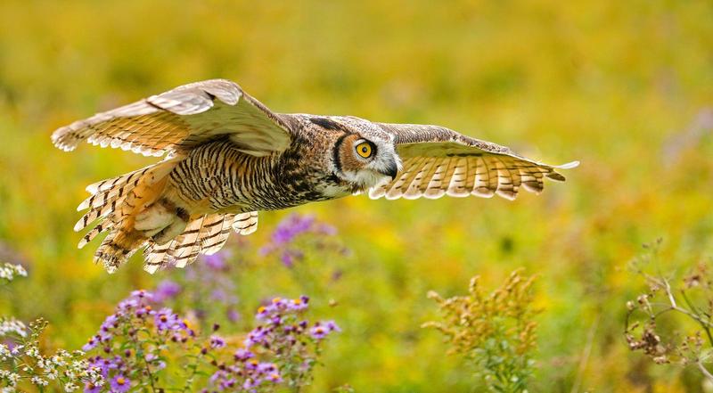 great horned owl in flight over a meadow of flowers